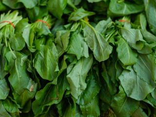 Bienfaits des épinards : fer, vitamines et vertus santé