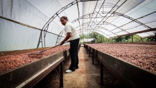Bienfaits du cacao cru : le superaliment chocolaté