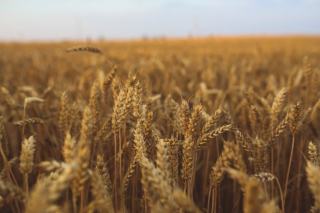 Pourquoi le blé nuit à la santé : gluten et inflammation
